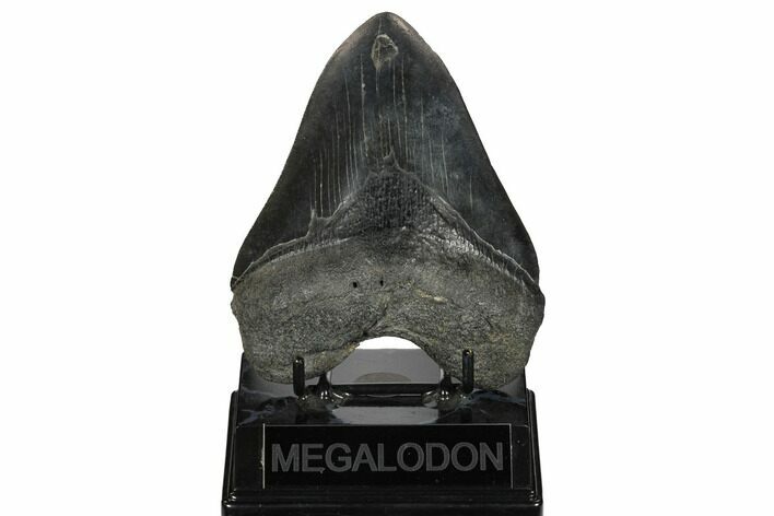 Fossil Megalodon Tooth - South Carolina #172255